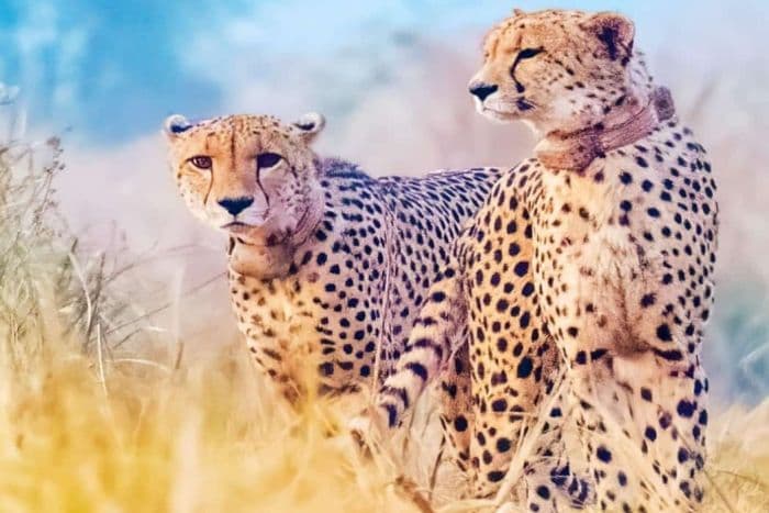 कूनो नेशनल पार्क में अब 17 चीते बचे हैं। Photo: @KunoNationalPrk/Twitter