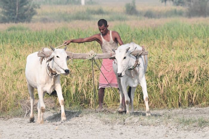 कमजोर मानसून से बढ़ी महंगाई, बिगड़ा रसोई का बजट
