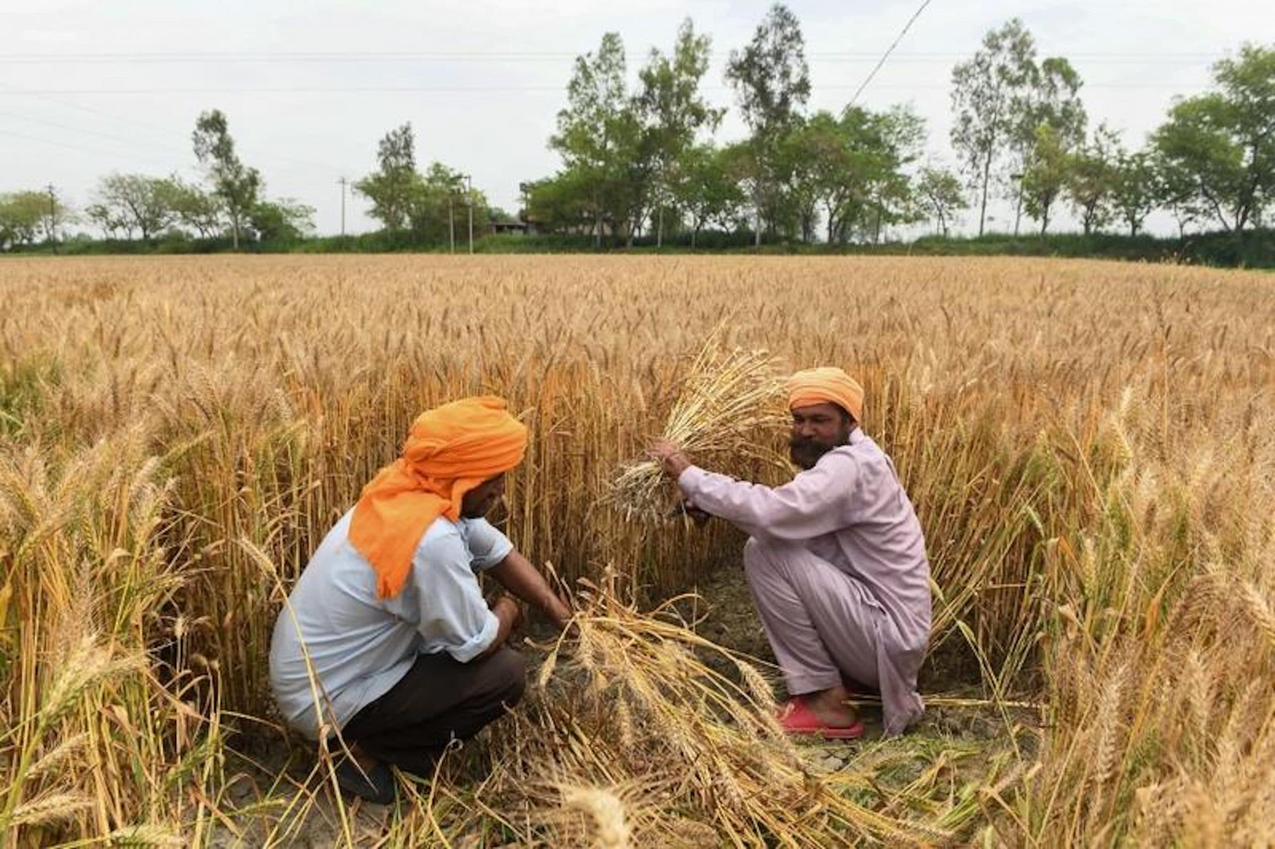मानकों में बदलाव: सरकारी खरीद के दौरान गेहूं और धान में नमी के मानकों को बदलने का प्रस्ताव है। फोटो: China Daily