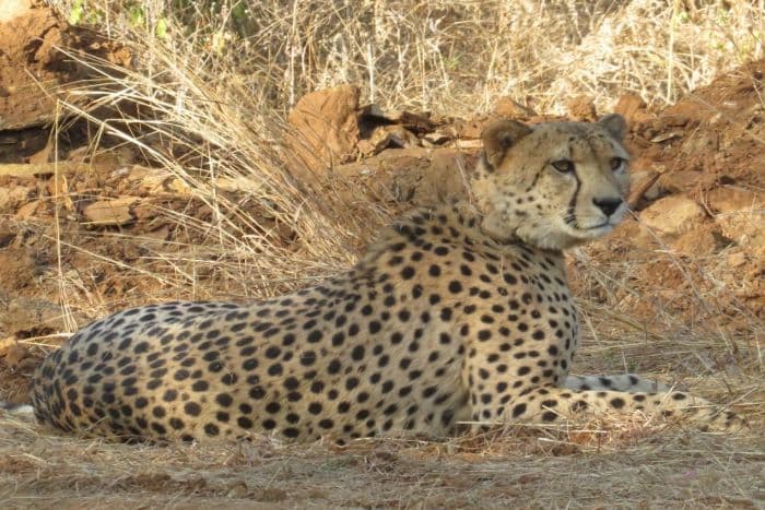 सोमवार को ही दो नर चीतों को जंगल में छोड़ा गया था। Photo: @KunoNationalPrk/Twitter