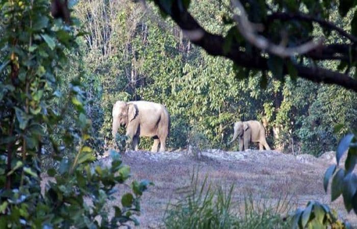 कोरबा में कोयला खनन के लिये वन भूमि का अधिग्रहण करेगी सरकार