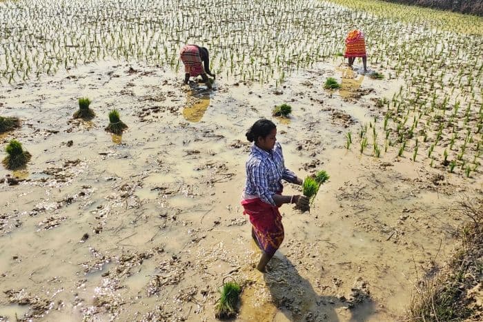 कमजोर मानसून और घटती आपूर्ति से देश में चावल के दाम 10% तक बढ़े