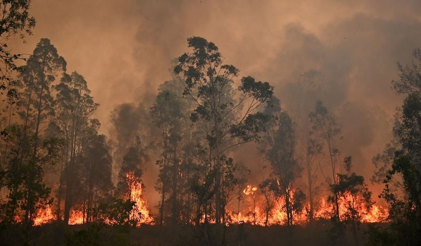 ऑस्ट्रेलिया: भयानक गर्मी और जंगल में फैली आग, आपातकाल घोषित