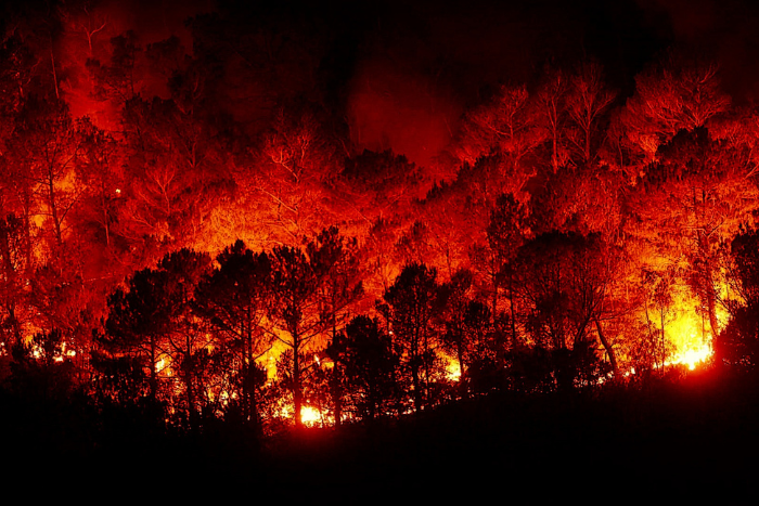 उत्तराखंड के जंगलों में फिर लगी आग, 39 लोगों की गिरफ्तारी