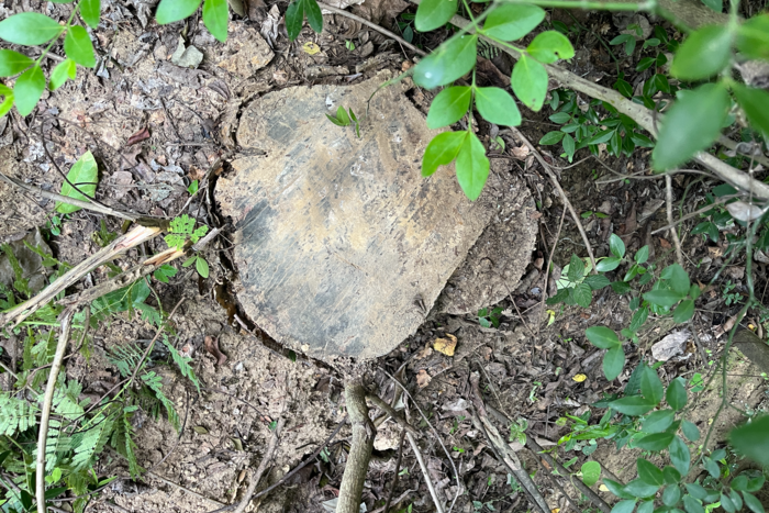 पान मसाला उद्योग के लिए खैर के जंगलों का अंधाधुंध विनाश