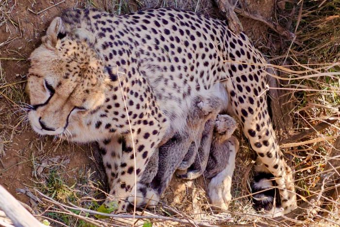 कूनो नेशनल पार्क में 5 शावकों का जन्म, भारत में चीतों की संख्या हुई 53
